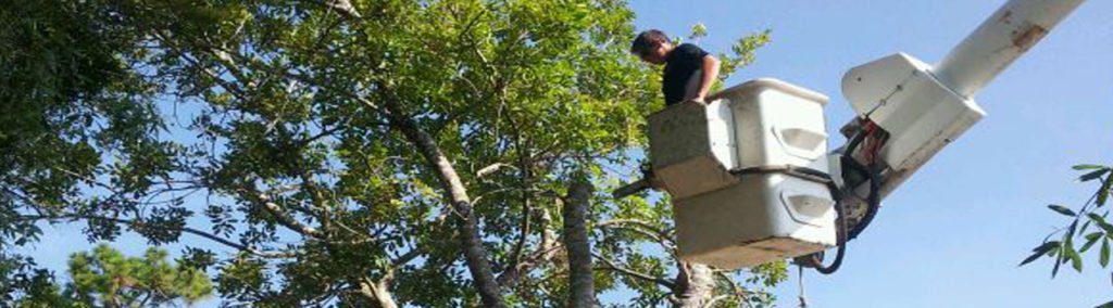 Sarasota Tree Service