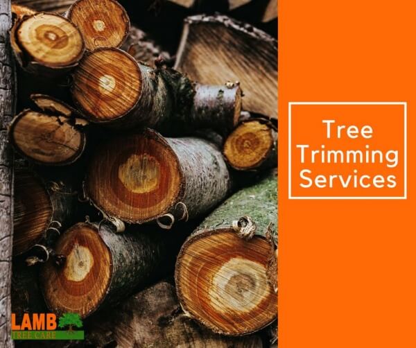 Tree Trimming Services from Lamb Tree Care