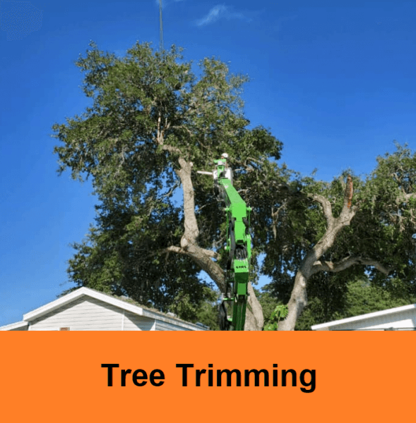 sarasota tree trimming