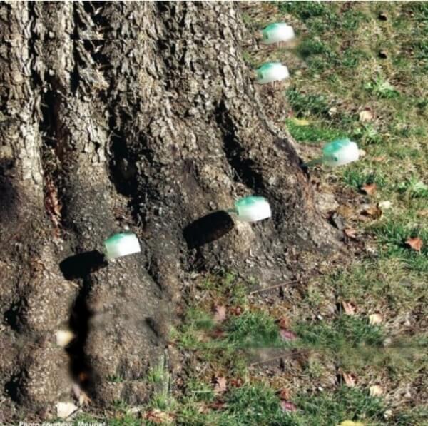 Sarasota Tree Service Company Tree Trimming, Stump & Tree Removal