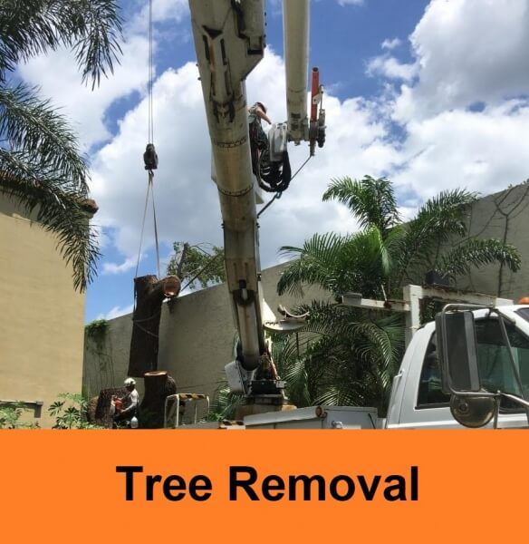 sarasota tree removal