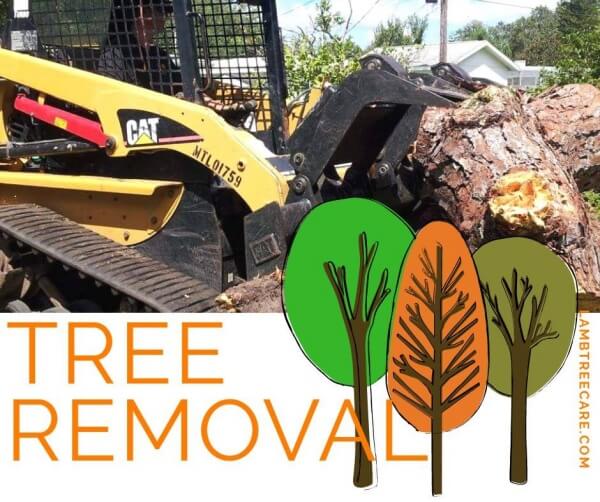 Tree Removal in Sarasota