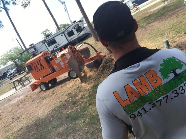 Tree removal service nh, Inverness FL