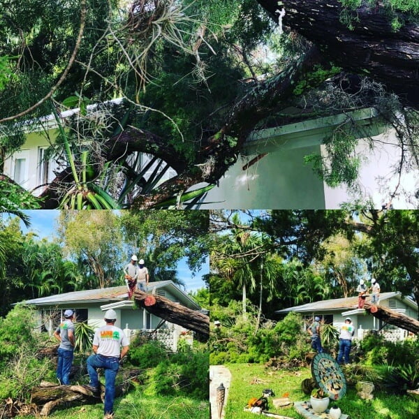 Sarasota Tree Trimming Tree Service near North Port Venice