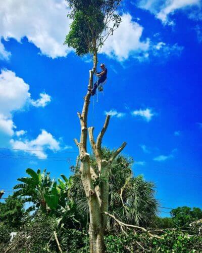 Tree Removal in Sarasota