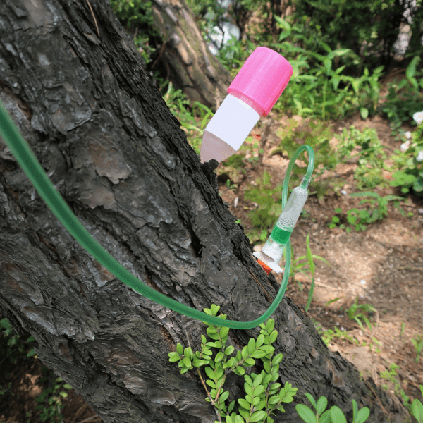 Sarasota tree injection