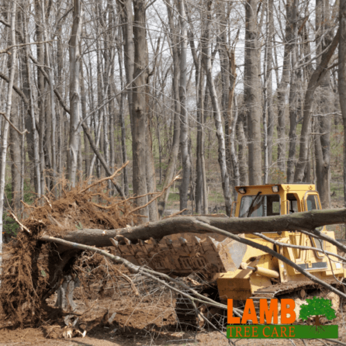 tree removal sarasota