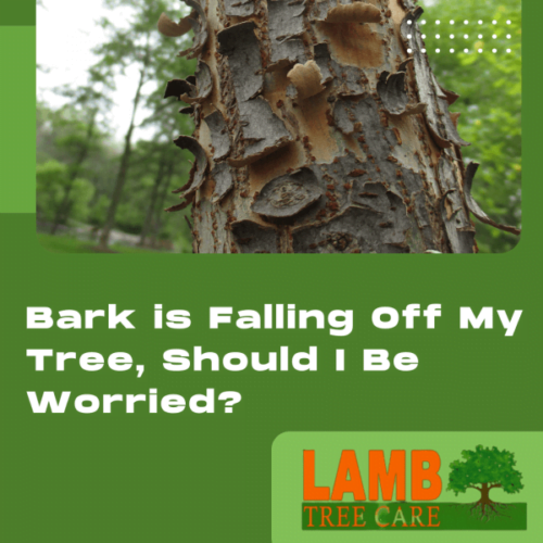 tree injection service near parrish