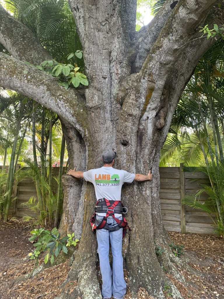 tree care sarasota fl