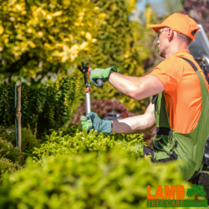 tree care sarasota fl