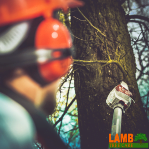 tree trimming sarasota