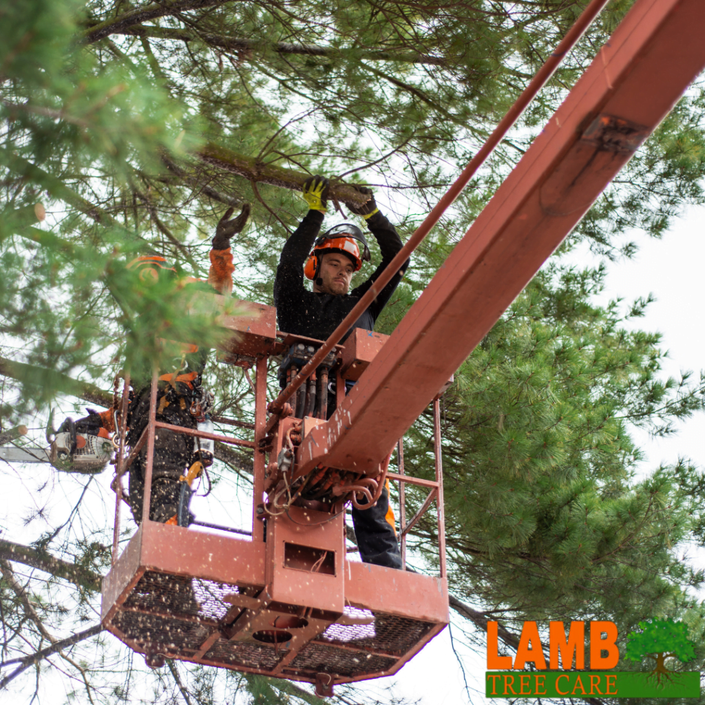 tree removal service near lakewood ranch