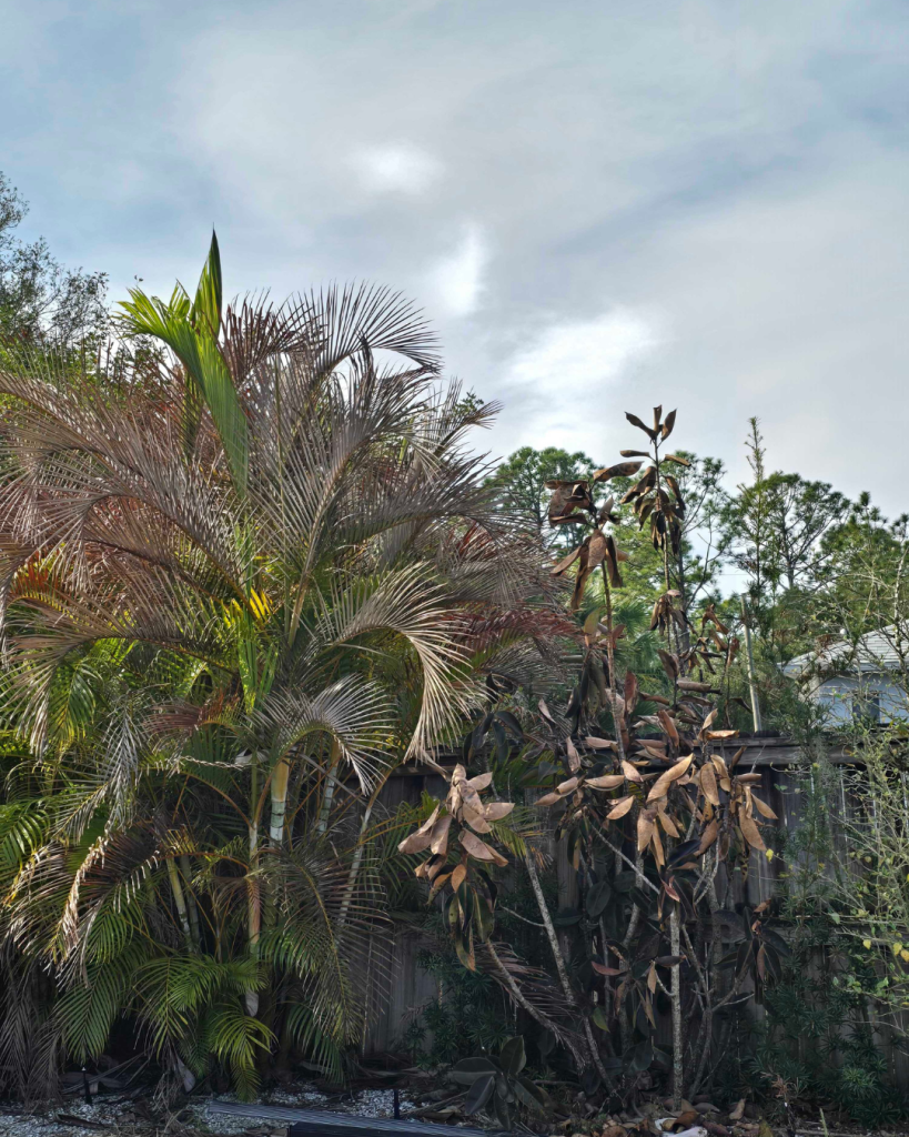 tree companies near me