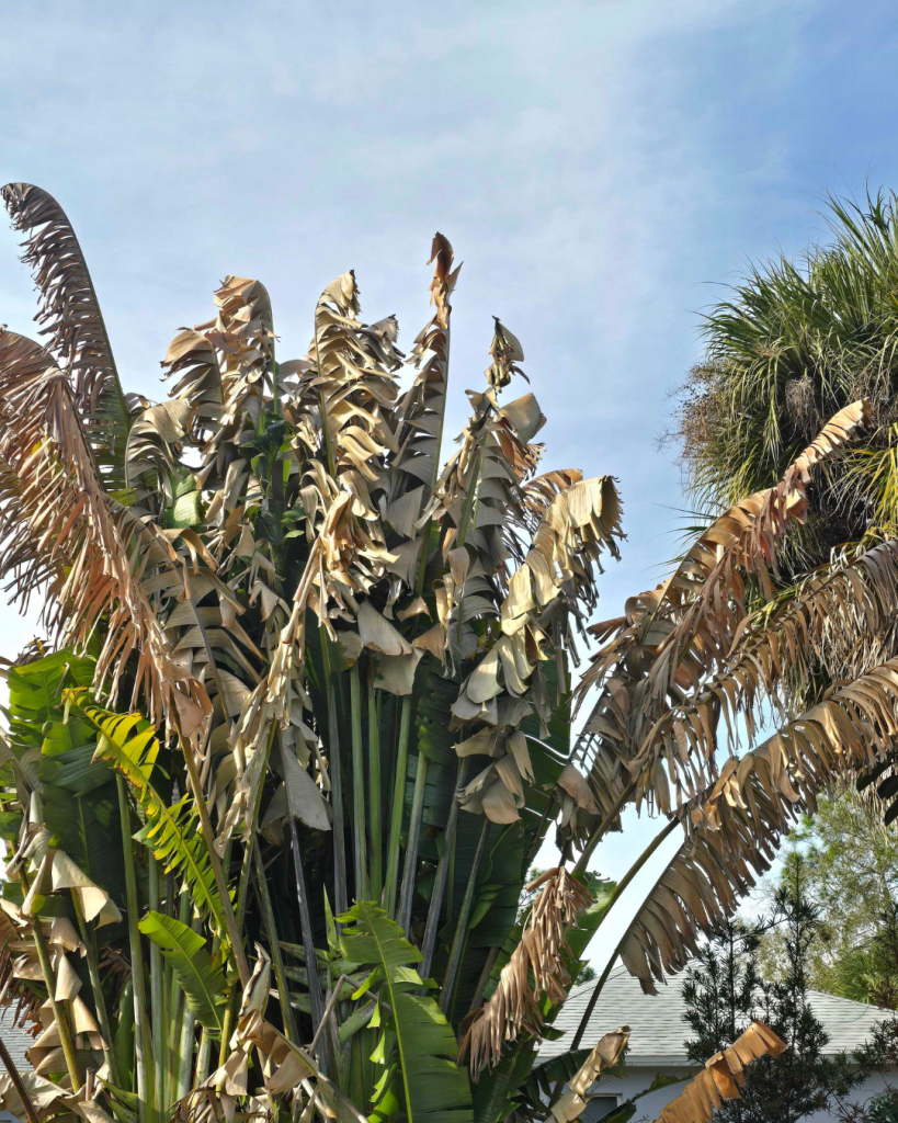 tree services near me