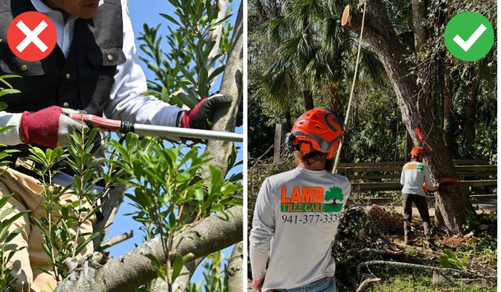 Side-by-side comparison of improper tree pruning with hand shears versus a Lamb Tree Care certified arborist using proper equipment and safety gear in Bradenton FL

